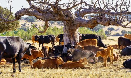 Kvůli úmornému suchu přicházejí američtí farmáři o tisíce kusů dobytka. Ceny za maso dlouhodobě neklesají