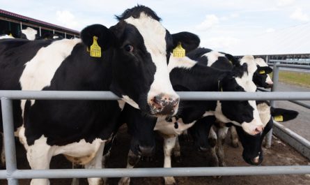 Globální oteplování má nečekaný dopad na produkci mléka. Vědci ale přicházejí s řešením