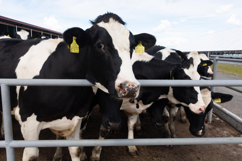 Globální oteplování má nečekaný dopad na produkci mléka. Vědci ale přicházejí s řešením