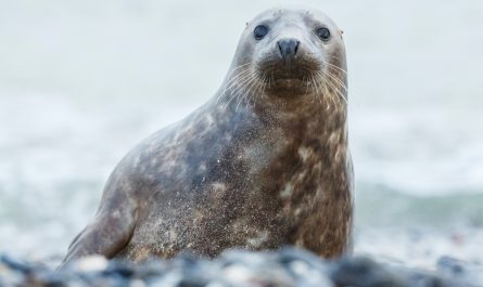 Věděli jste, že tuleni mohou změnit tón svého hlasu?