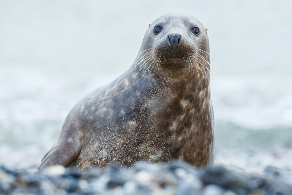Věděli jste, že tuleni mohou změnit tón svého hlasu?